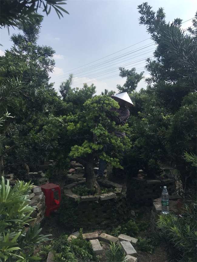 苗木銷(xiāo)售