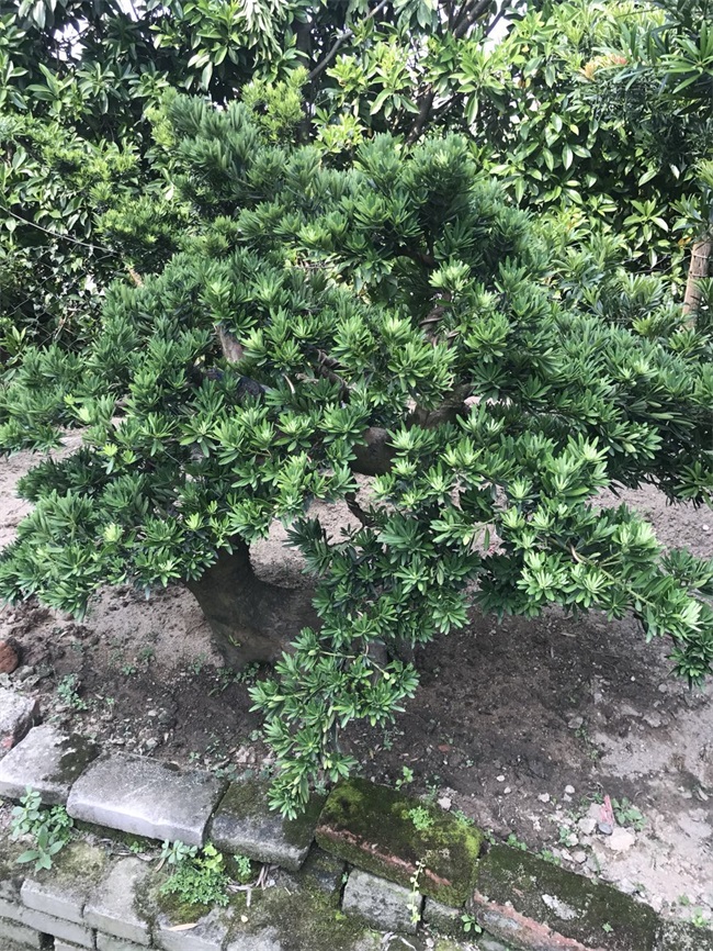 苗木銷(xiāo)售